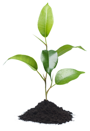 Plant-based hair serum